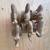 Vintage hand carved set of wooden animal napkin rings from the 1970s 5 thumbnail