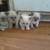 Siamese kittens 1 thumbnail