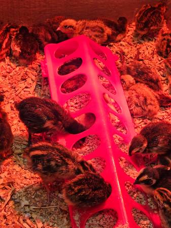 Quail chicks, beautiful rare colours as well 1