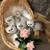 Persian kittens 1 thumbnail