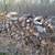 Firewood 1 thumbnail