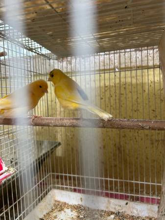 Canaries (Marrero)63988255093250120