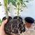 Sweet Papaya Plant Live 4 thumbnail