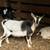 Nigerian Dwarf Wethers 6 thumbnail