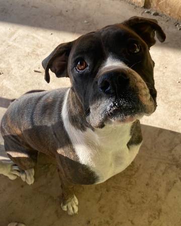 3 Adult Boxer Dogs for rehominig ASAP63679552789507122
