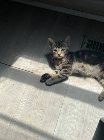 3 kittens looking for there forever home (Cleveland)63686641554433123