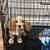 Cane Corso / cocker spaniel/ Indian Ring Neck parrot 3 thumbnail