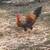 Rooster 5 thumbnail