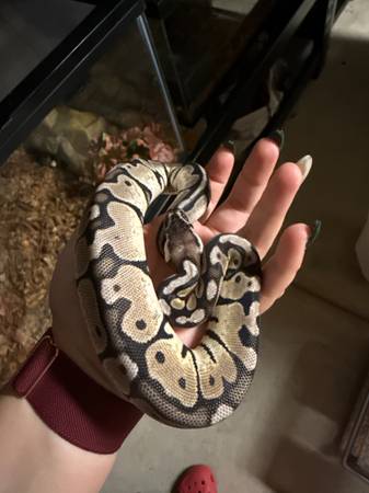 Corn/ ball pythons 1