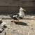 Call Ducks 2 thumbnail