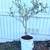 Olive Tree 1 thumbnail