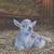 Nigerian dwarf wether pair 1 thumbnail