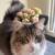 Cat Rehome due to severe allergies 5 thumbnail