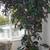 7' Artificial Leea Tree 1 thumbnail