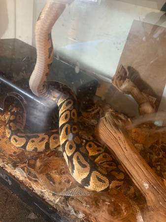 Pastel ball python (Philadelphia)63797764803201124
