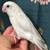 Parrotlet 3 thumbnail