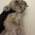 Ragdoll x turkish Kitten 4 thumbnail
