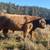 Highland bull 4 thumbnail