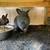 Lionhead jersey whooly mix bunnies 5 thumbnail