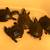 5 CB Florida Softshell Turtle Hatchlings 2 thumbnail