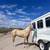 Beautiful Palomino Gelding 6 thumbnail