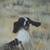 Pheasants Flushed By Dog on Hunt Artwork Painting 40 x 40H 4 thumbnail