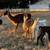 Sheba -- Female Llama Cria 8 thumbnail