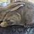 Standard rex rabbits pedigreed 4 thumbnail