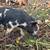 IPP piglets 2 thumbnail