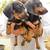 Dachshunds 3 thumbnail