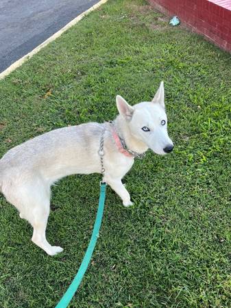 Husky blanco mezcla (Bristol)63673405945217121