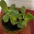 Jade Plant 2 thumbnail