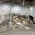 JUNK REMOVAL HAULING CALL 925-255-6500 13 thumbnail