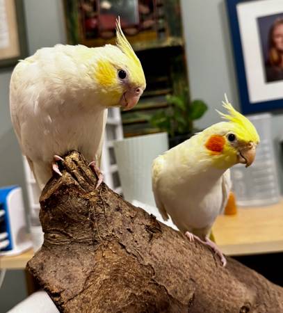 Young tame female cockatiel (New Market)63618994886915121