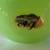 ADAM JABLONSKI Mid Century Vintage Signed Polish Art Glass Apples 7 thumbnail