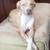 3yr old Female Lab/Pit mix 2 thumbnail