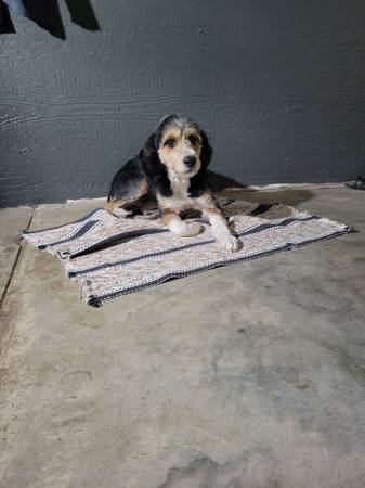 Miniature bernidoodle 1