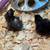 Ayam Cemani chicks ready Friday -- The all black chicken 6 thumbnail
