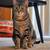 Cat/kitten 2 thumbnail