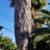Tree service and garden 5 thumbnail