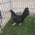 Bantam chickens 10 thumbnail