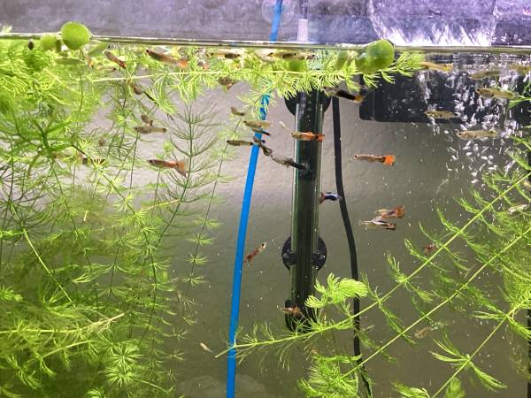 Fancy young guppies 1