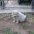 Chow Chow Puppies 5 thumbnail