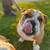 Bulldog puppy 5 thumbnail