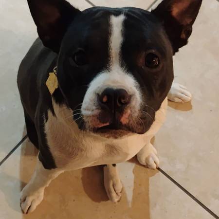 Looking 4 My lost pup! (Sun City)64047951537155121