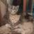 3 Kittens 1 thumbnail