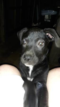 Female Lab mix puppy 1