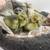 Goslings 1 thumbnail