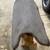 Saddle Pad 1 thumbnail