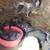 Ducklings! 3 thumbnail